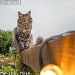 Tom Heaney Profile Picture