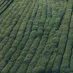 Devin Conn Profile Picture